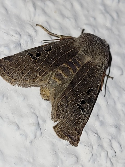 Conistra rubiginosa - szürke télibagoly