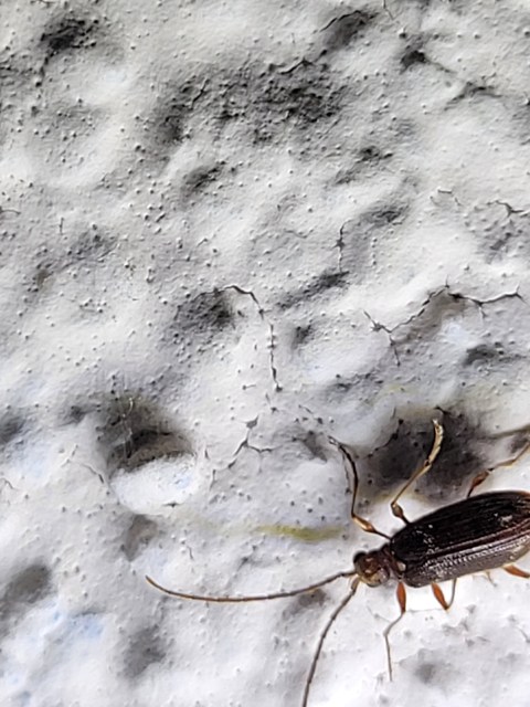 Ptinus calcaratus - krétaszőrű tolvajbogár