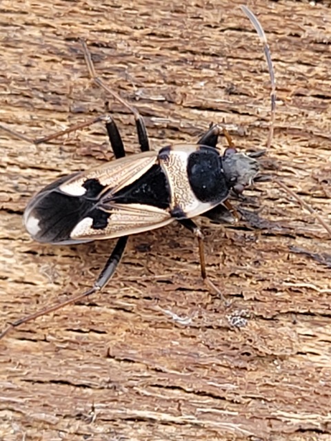 Raglius confusus