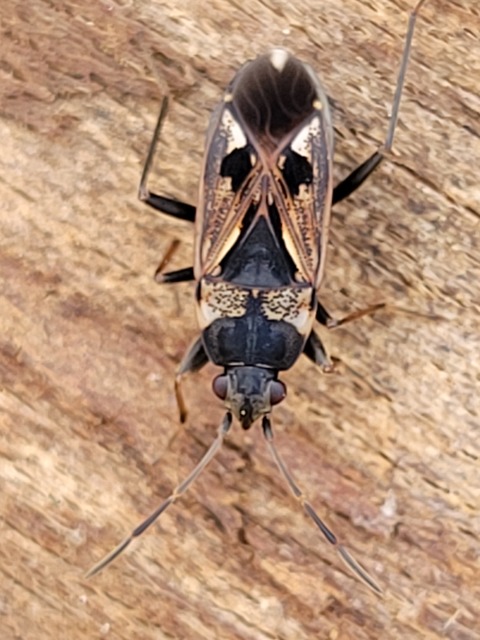 Rhyparochromus vulgaris - közönséges díszesbodobács