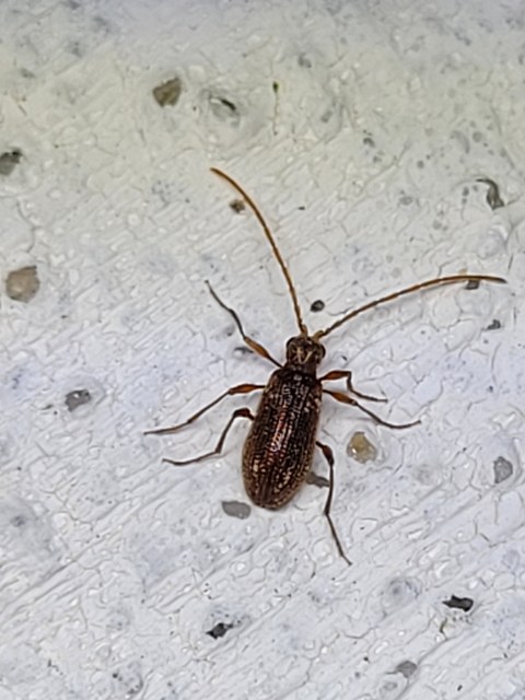 Ptinus fur - közönséges tolvajbogár