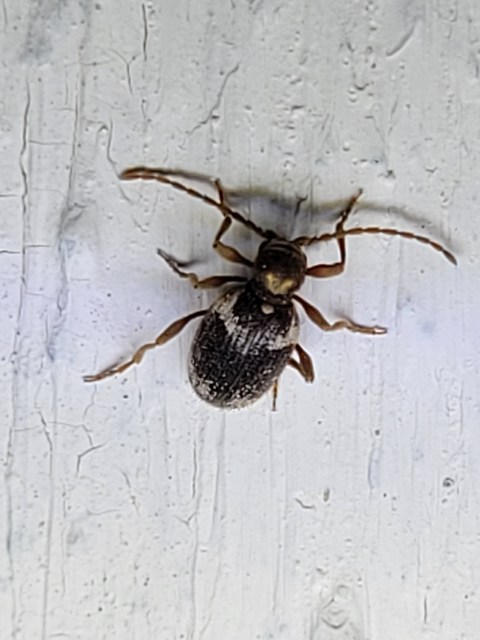 Ptinus fur - közönséges tolvajbogár