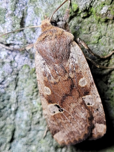 Conistra erythrocephala - vörösfejű őszibagoly