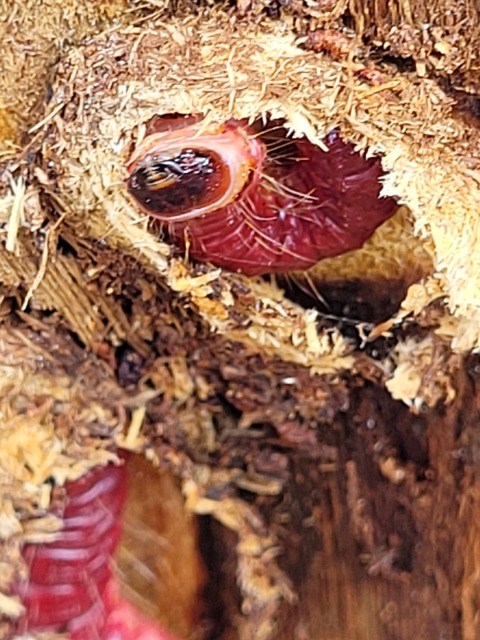 Cossus cossus - fűzfarontólepke