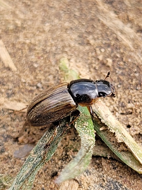 Aphodius prodromus - sárgalábú trágyabogár