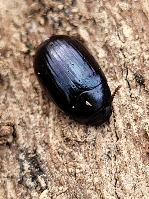 Platydema violaceum - fémkék taplóbogár