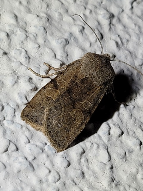 Conistra rubiginosa - szürke télibagoly