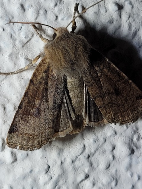 Conistra veronicae - veronika-őszibagoly