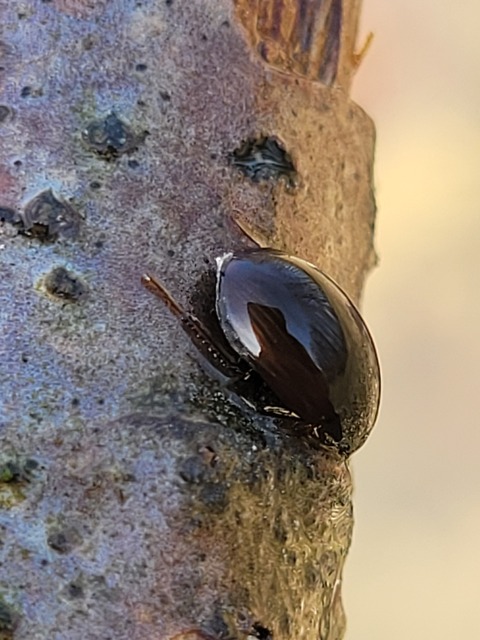 Hydrobius