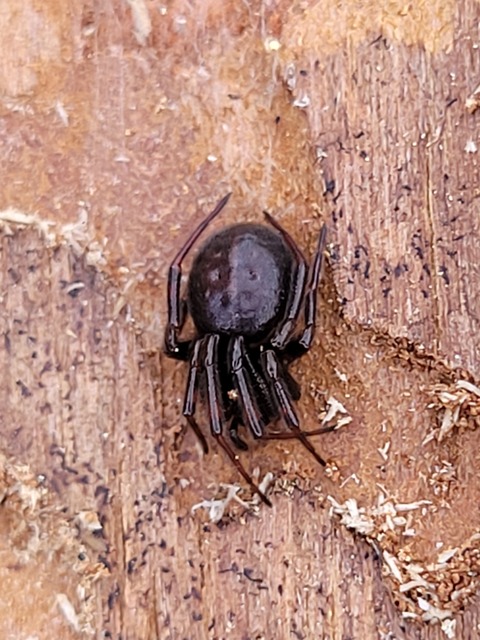 Steatoda bipunctata - kétpettyes faggyúpók