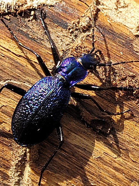 Carabus intricatus - kék laposfutrinka