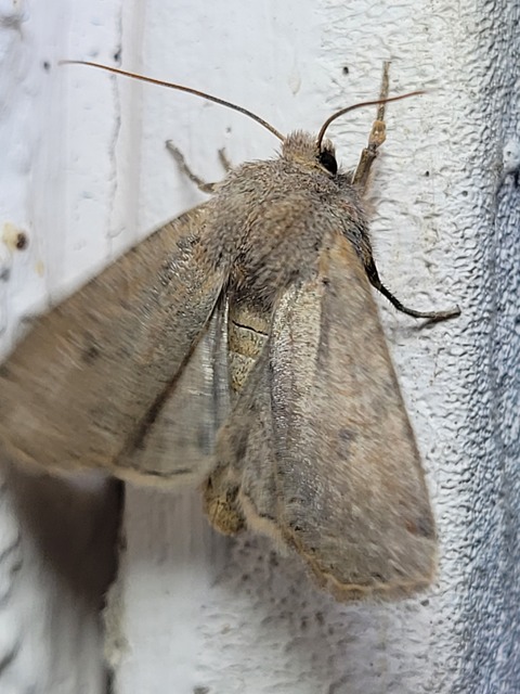 Conistra veronicae - veronika-őszibagoly