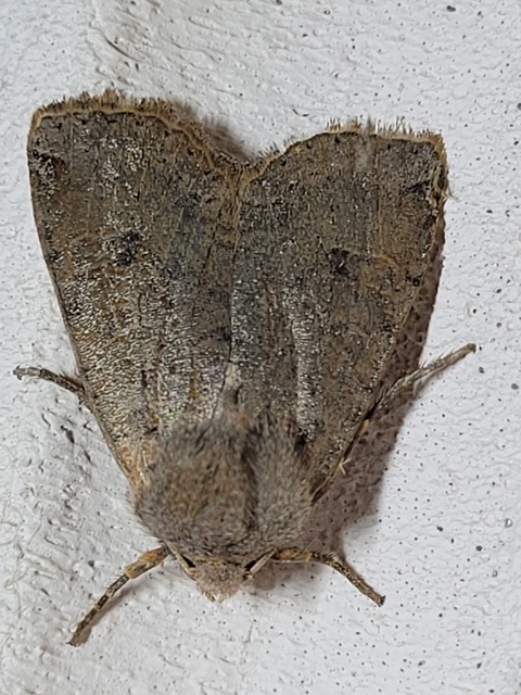 Conistra veronicae - veronika-őszibagoly