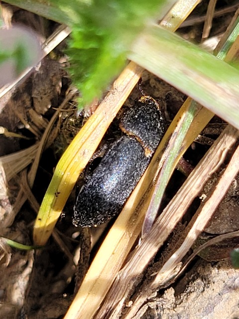 Dermestes laniarius - gyászos porva Dermestes laniarius - gyászos porva