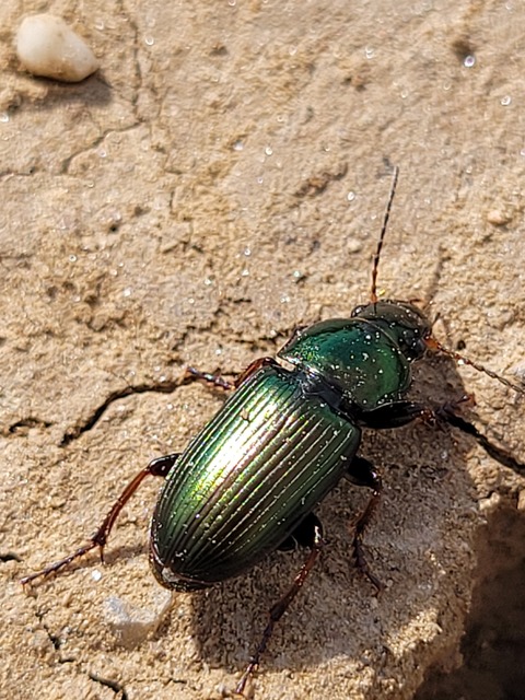 Harpalus distinguendus - mezei lomhafutó