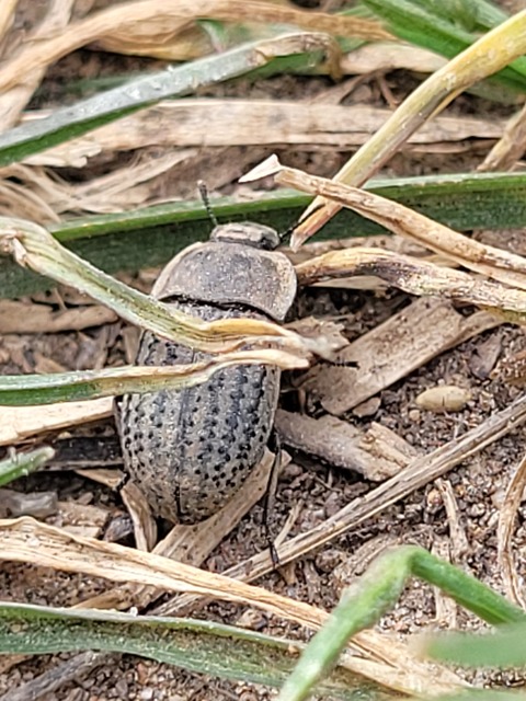 Opatrum sabulosum - sároshátú gyászbogár