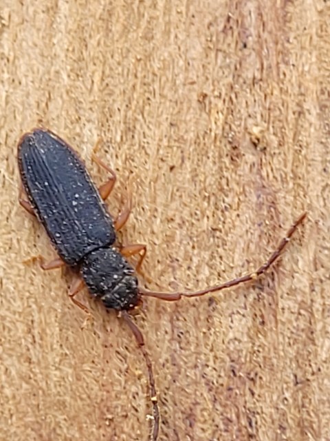 Uleiota planatus - hosszúcsápú fogasnyakú-lapbogár
