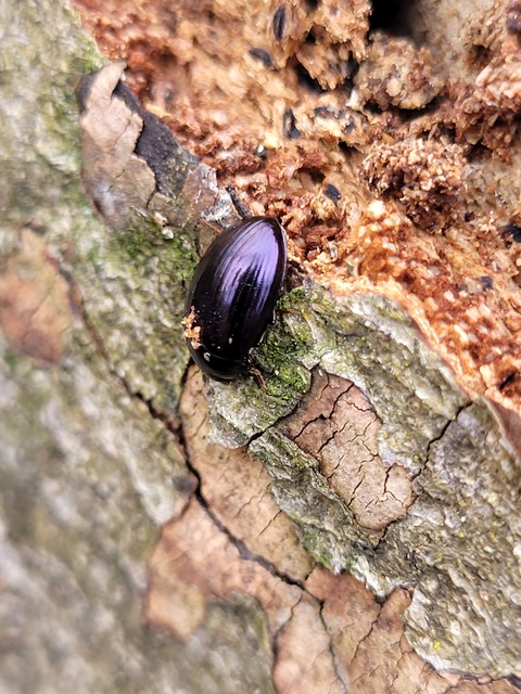 Platydema violaceum - fémkék taplóbogár