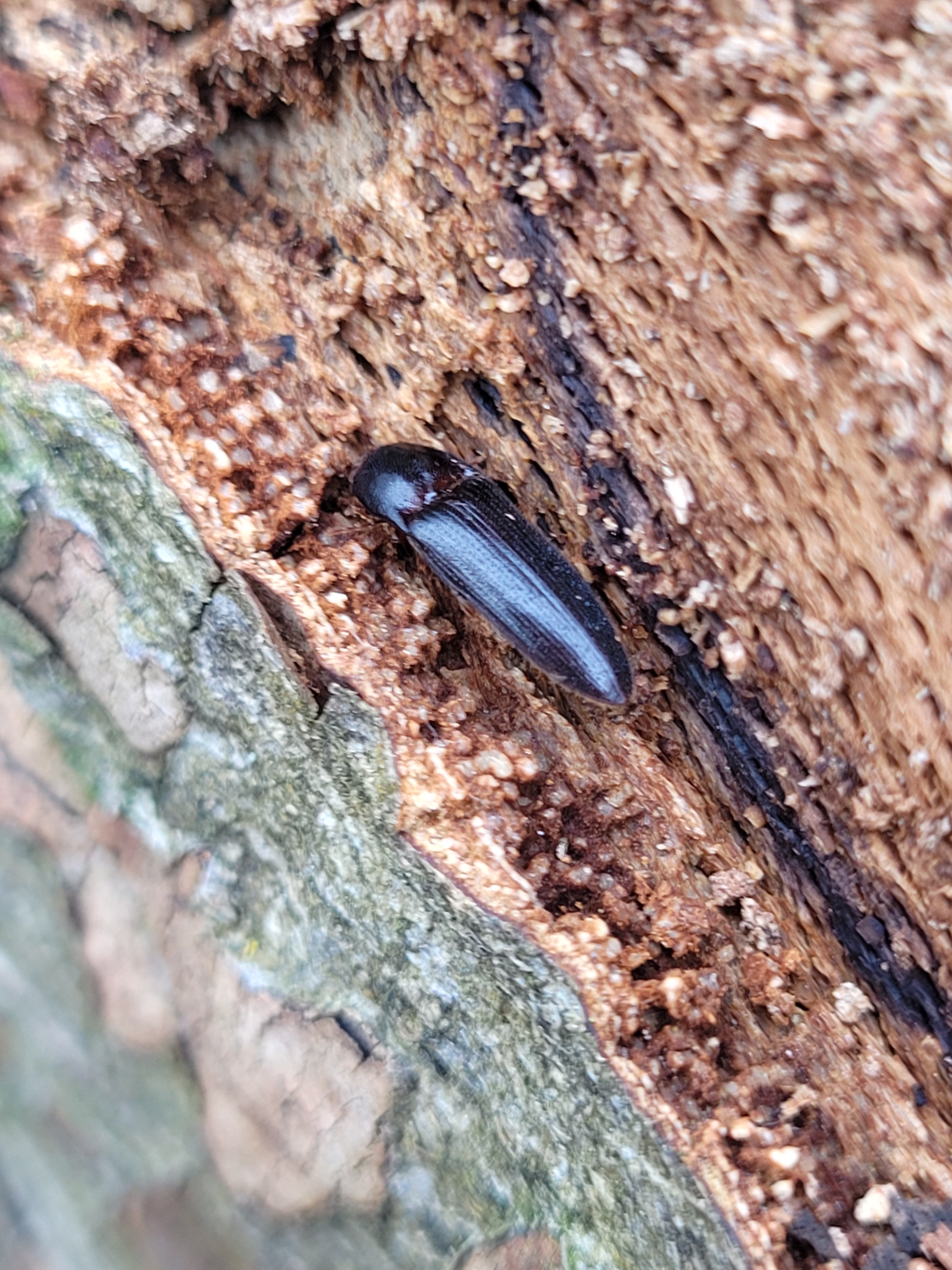 Brachygonus megerlei - Megerle-pattanó