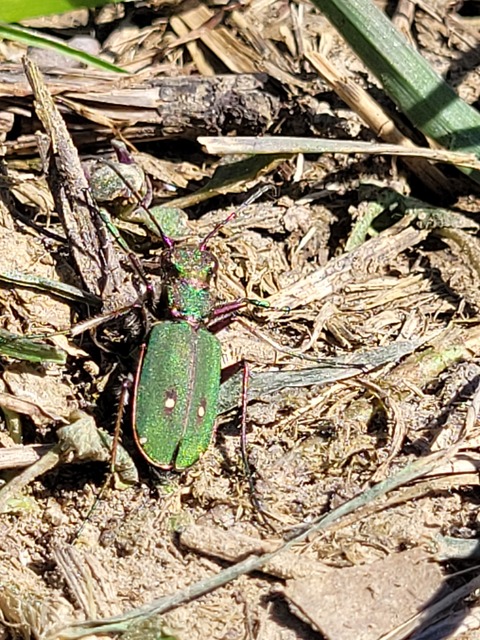 Cicindela campestris - mezei homokfutrinka