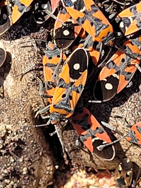 Lygaeus equestris/simulans