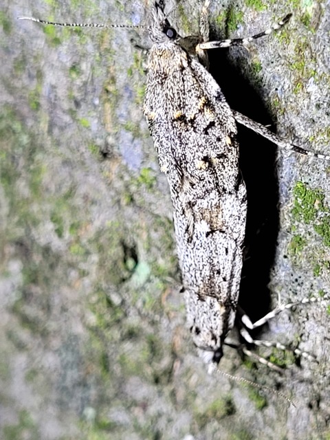 Diurnea fagella - szürke tavaszimoly
