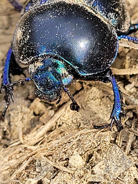 Trypocopris vernalis - tavaszi álganéjtúró