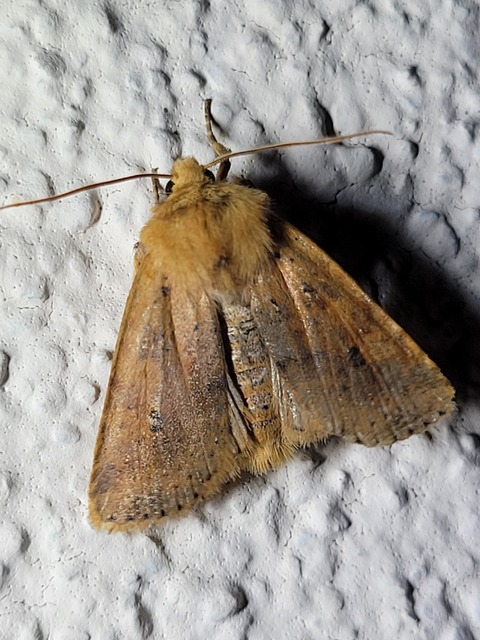 Conistra rubiginea - vörös őszibagoly
