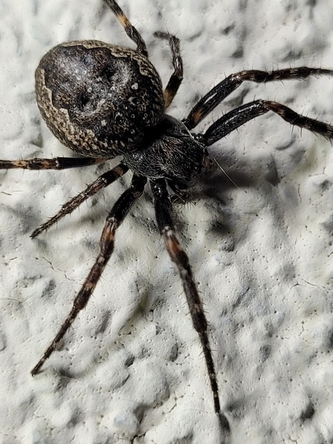 Nuctenea umbratica - közönséges rés-keresztespók