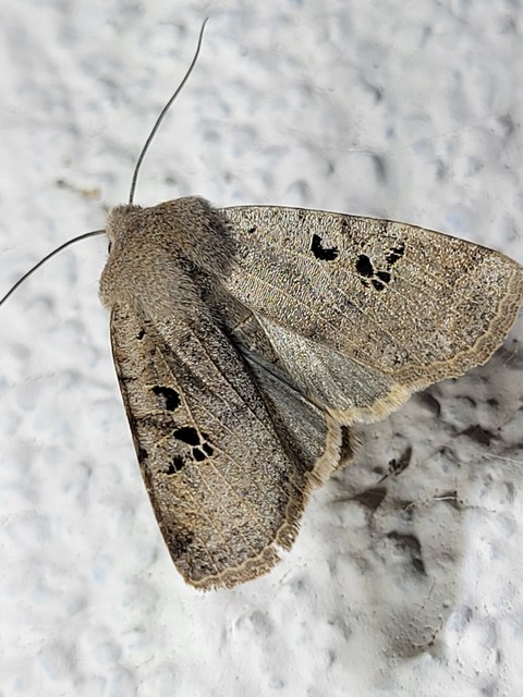 Conistra rubiginosa - szürke télibagoly