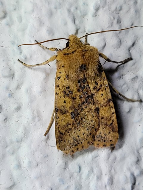 Conistra rubiginea - vörös őszibagoly