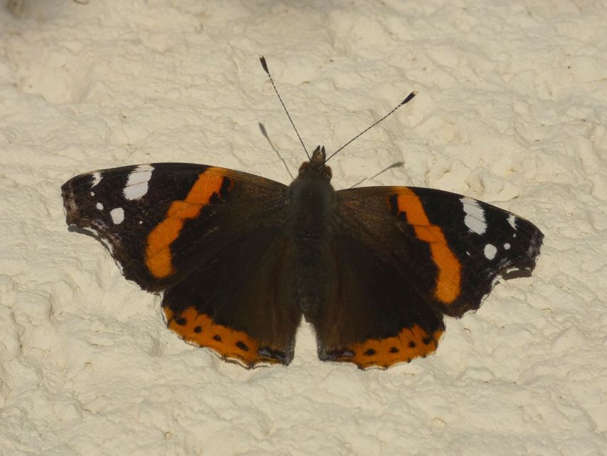 Vanessa atalanta - atalantalepke