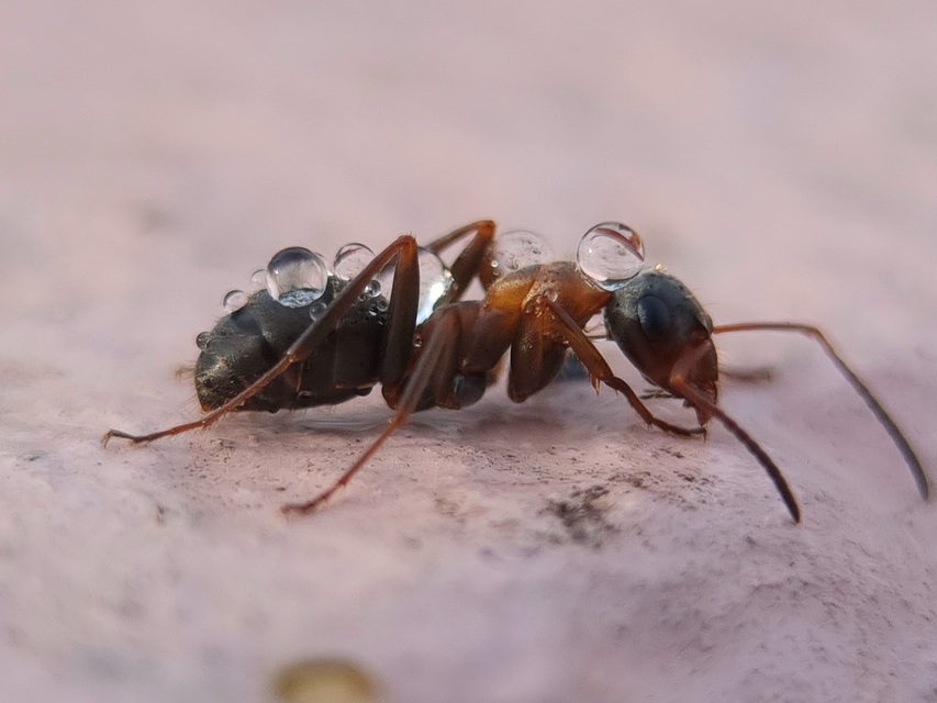 Formica rufibarbis - vörös rabszolgahangya