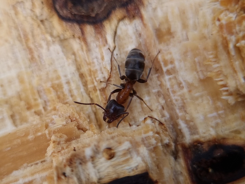 Liometopum microcephalum - tölgyfahangya