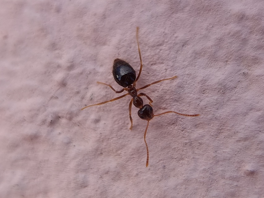 Prenolepis nitens - ragyogóhangya