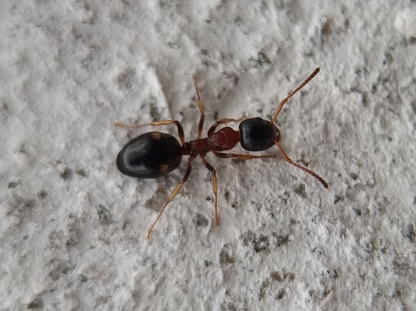 Dolichoderus quadripunctatus - négypettyes erdeihangya