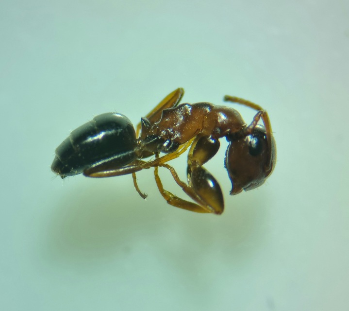 Colobopsis truncata - kapushangya