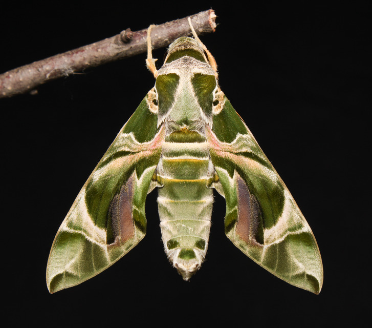 Daphnis nerii - oleanderszender