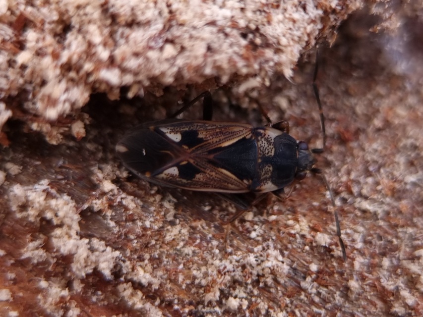 Rhyparochromus vulgaris - közönséges díszesbodobács