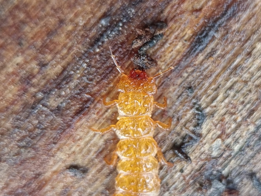 Cucujus cinnaberinus - skarlátbogár