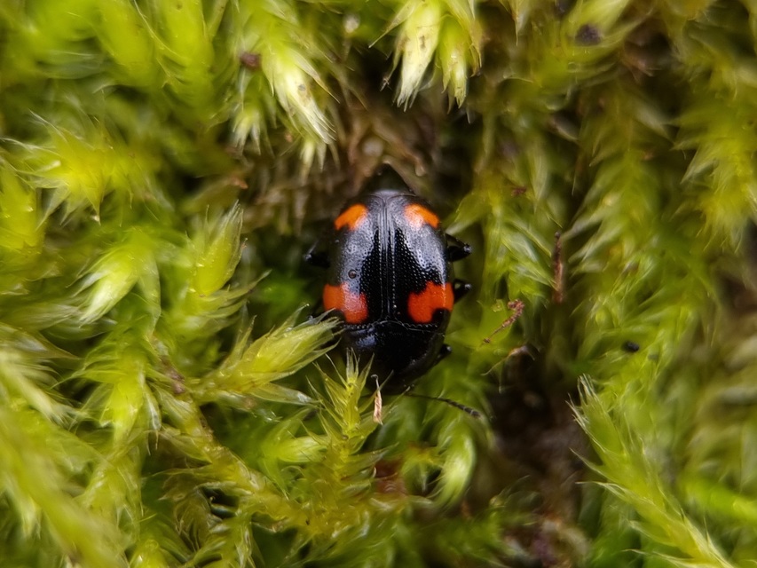 Scaphidium quadrimaculatum - négyfoltos sajkabogár