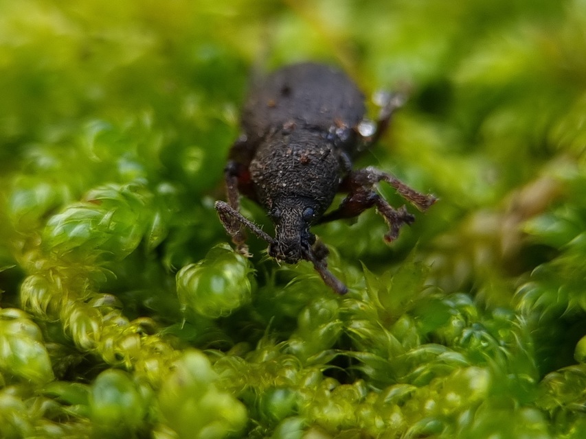 Otiorhynchus raucus - molyhos gyalogormányos