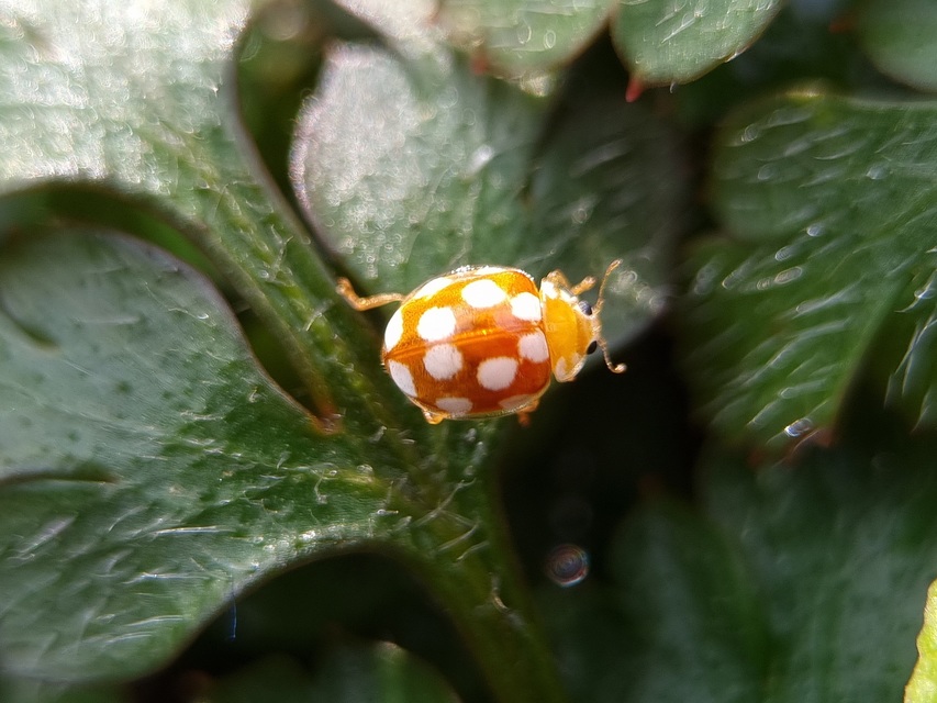 Vibidia duodecimguttata - tizenkétcseppes füsskata