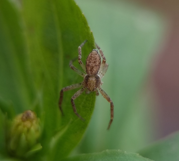 Philodromus