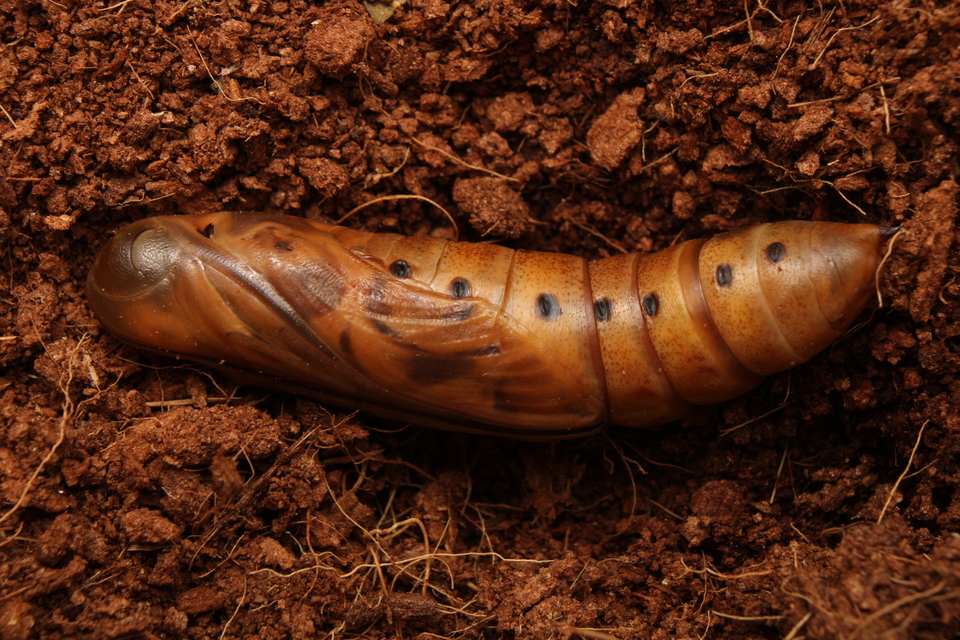 Daphnis nerii - oleanderszender