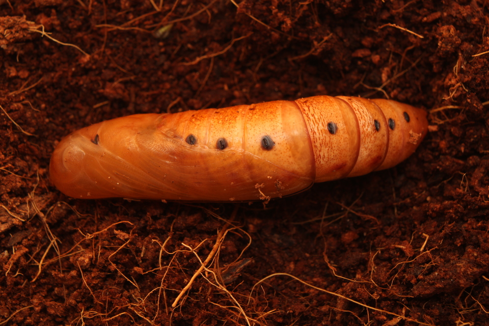 Daphnis nerii - oleanderszender