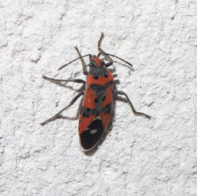 Lygaeus equestris/simulans