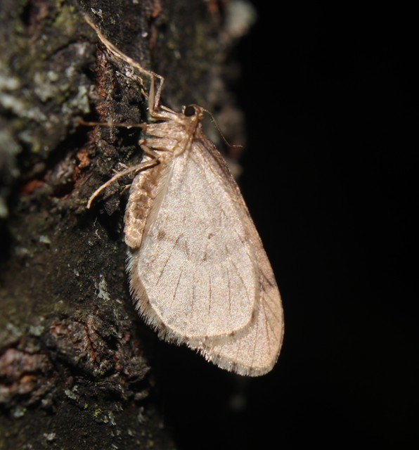 Operophtera brumata - kis téliaraszoló