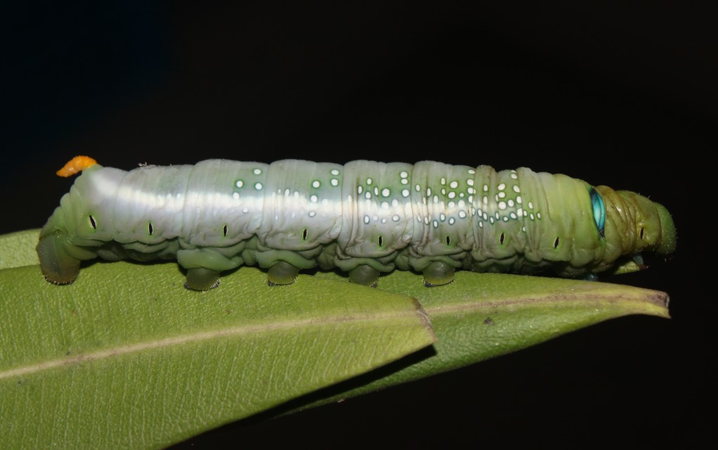 Daphnis nerii - oleanderszender