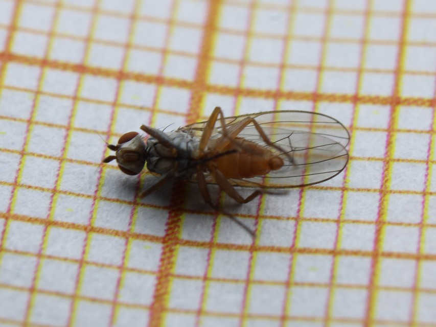 Tephrochlamys